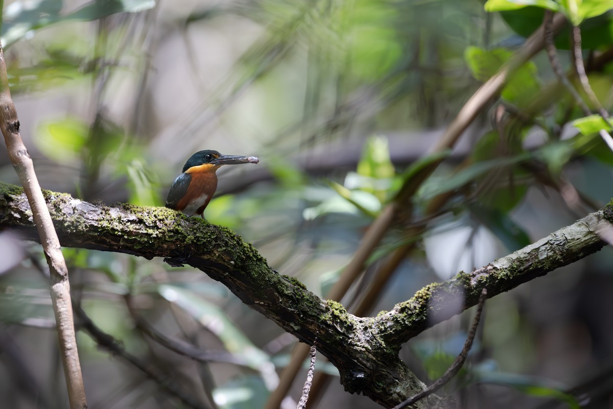 American Pygmy Kingfisher - ML620206592