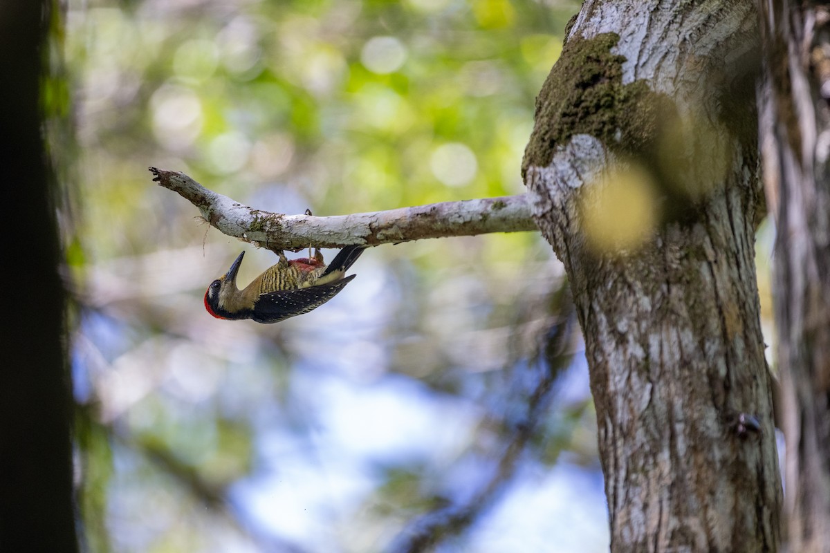 Black-cheeked Woodpecker - ML620206597