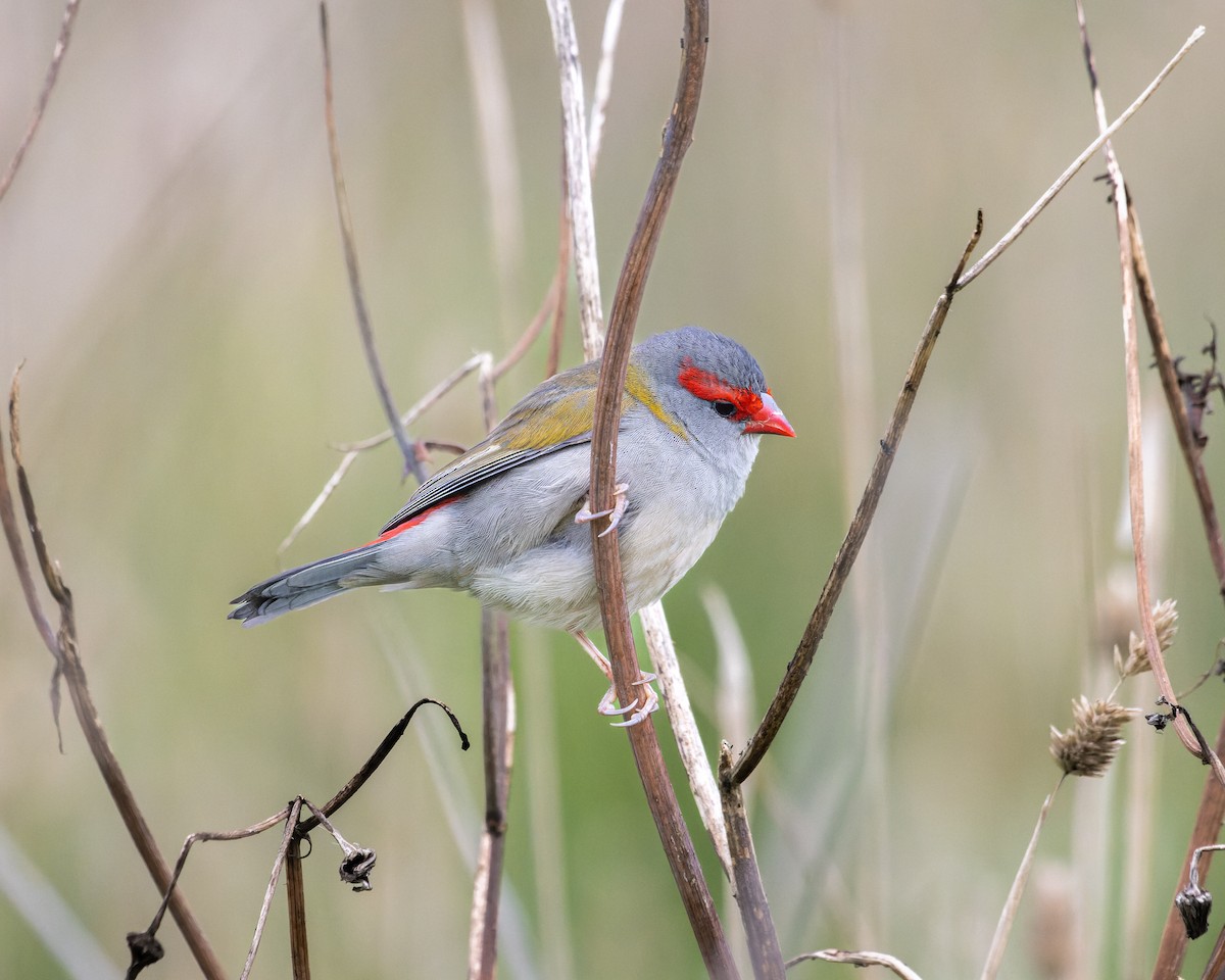 Red-browed Firetail - ML620206610
