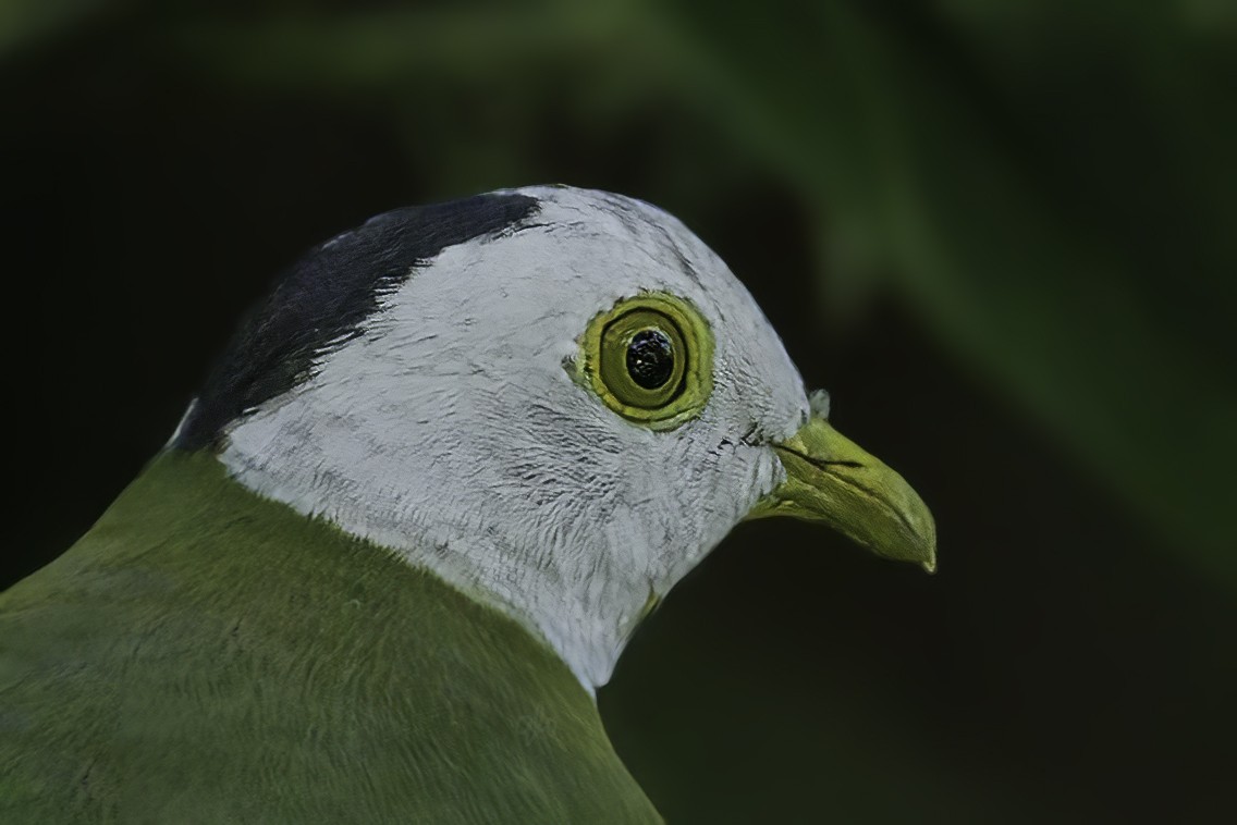 Black-naped Fruit-Dove - ML620206614