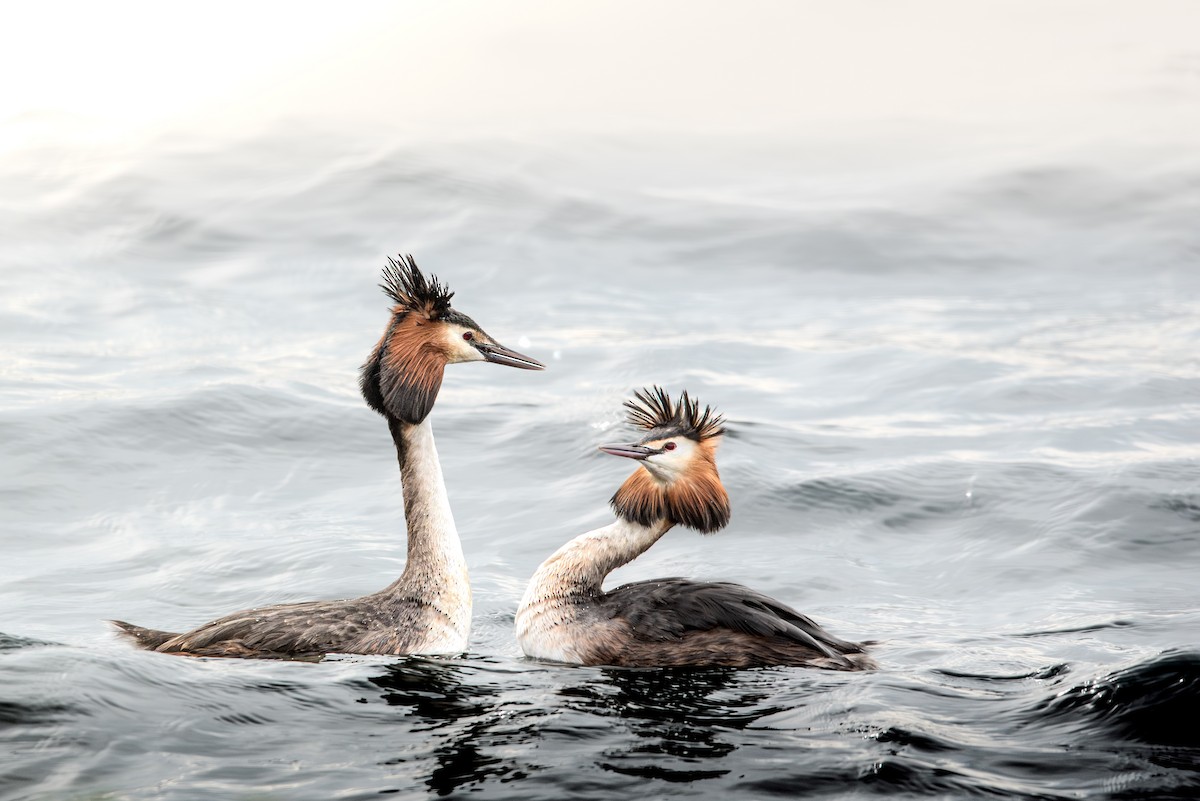 Great Crested Grebe - ML620206618