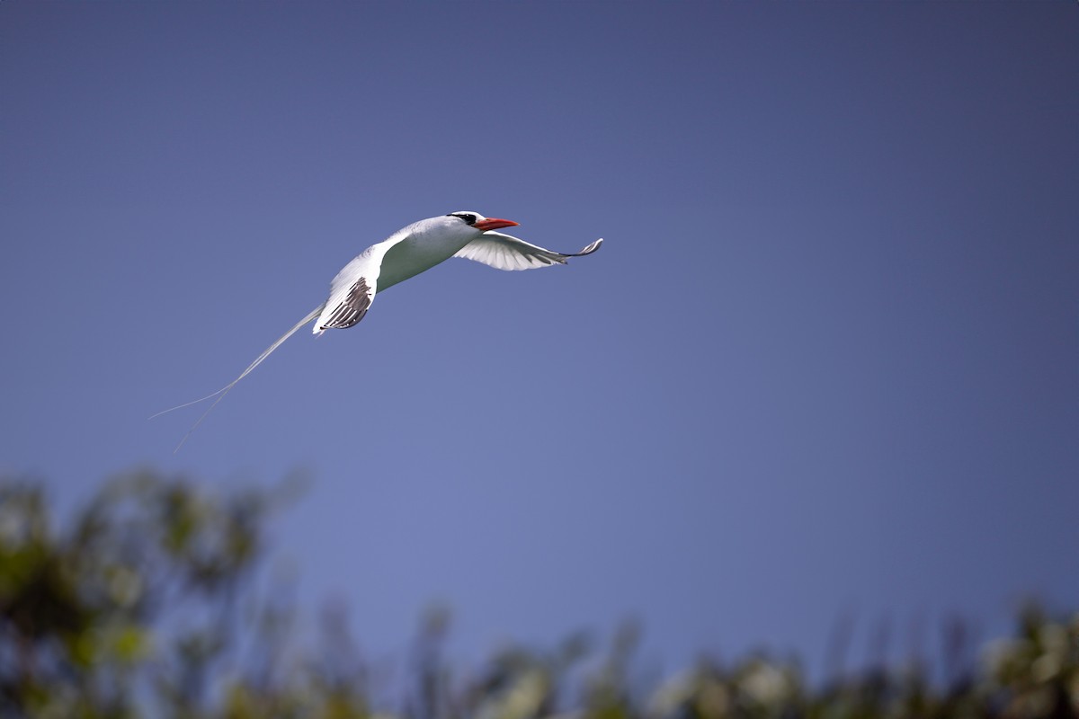 Red-billed Tropicbird - ML620206621