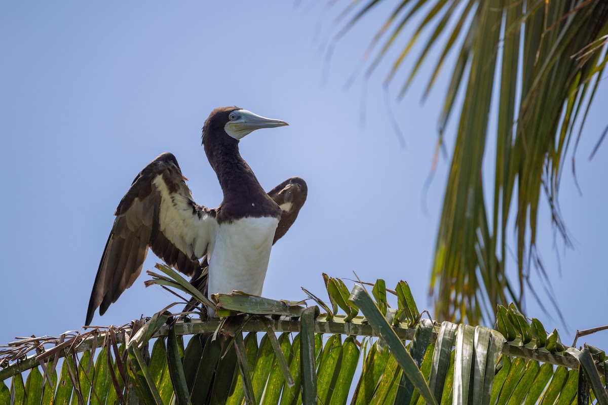 Brown Booby - ML620206624