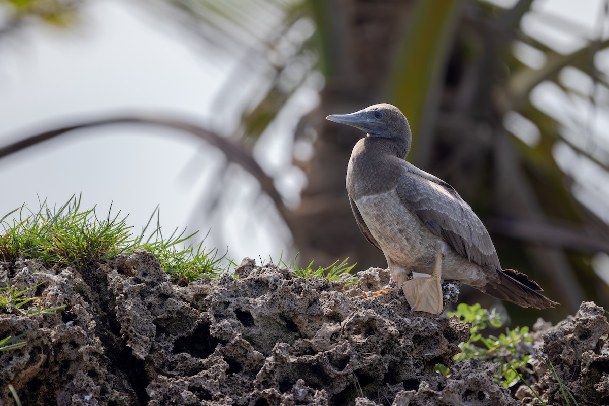 Brown Booby - ML620206627