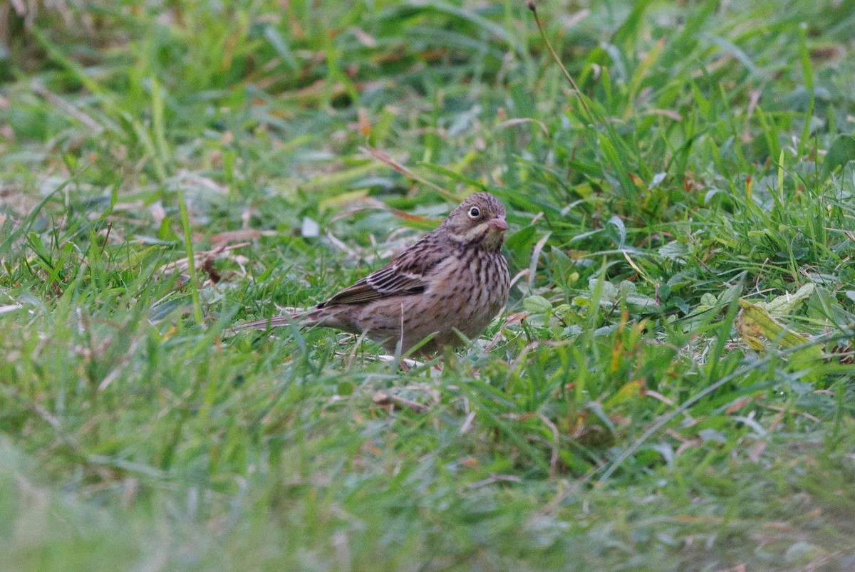 Ortolan Bunting - ML620206635