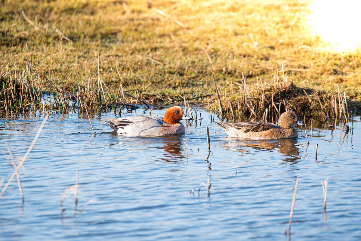 Eurasian Wigeon - ML620206645