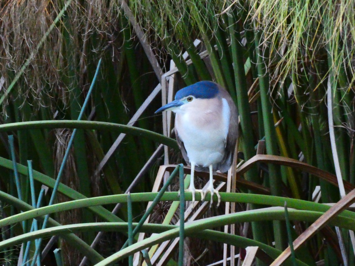 Nankeen Night Heron - ML620206653