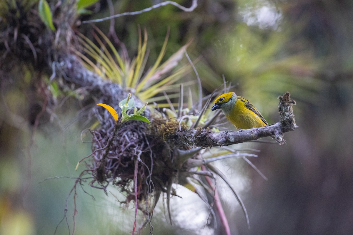 Silver-throated Tanager - ML620206655