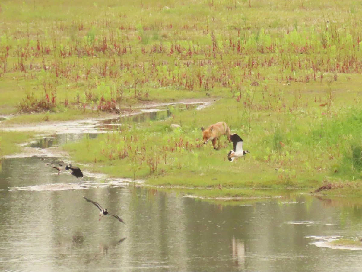 Northern Lapwing - ML620206658