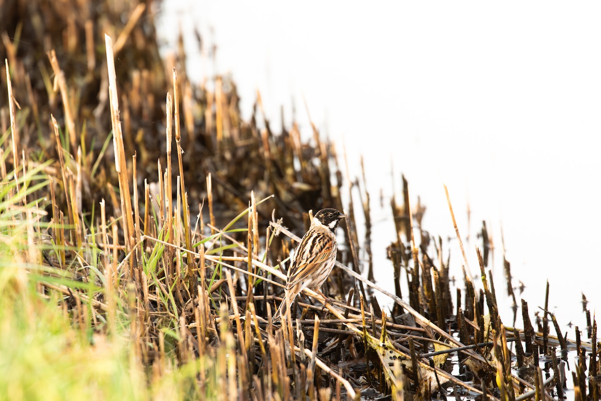 Reed Bunting - ML620206678