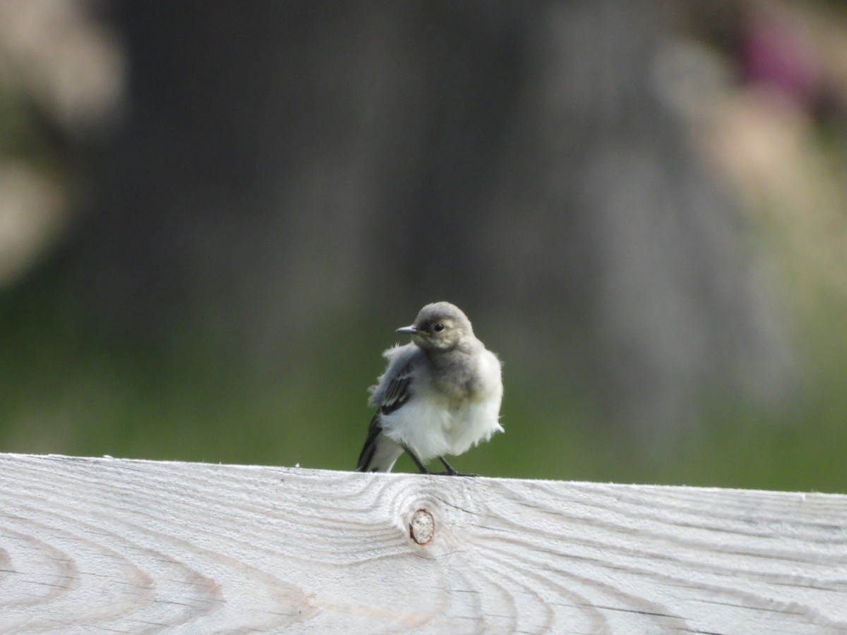 White Wagtail - ML620206693