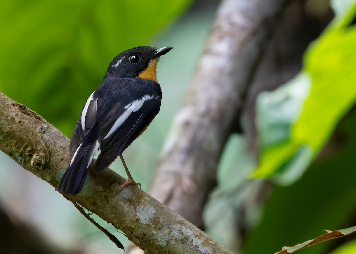 Rufous-chested Flycatcher - ML620206701