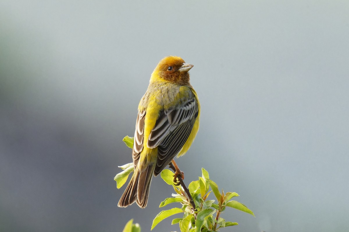 Red-headed Bunting - ML620206702