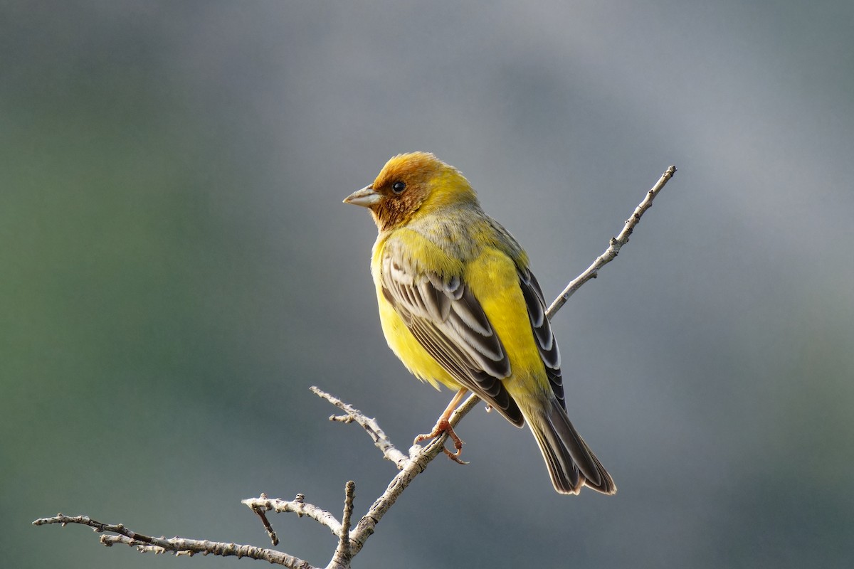 Red-headed Bunting - ML620206703