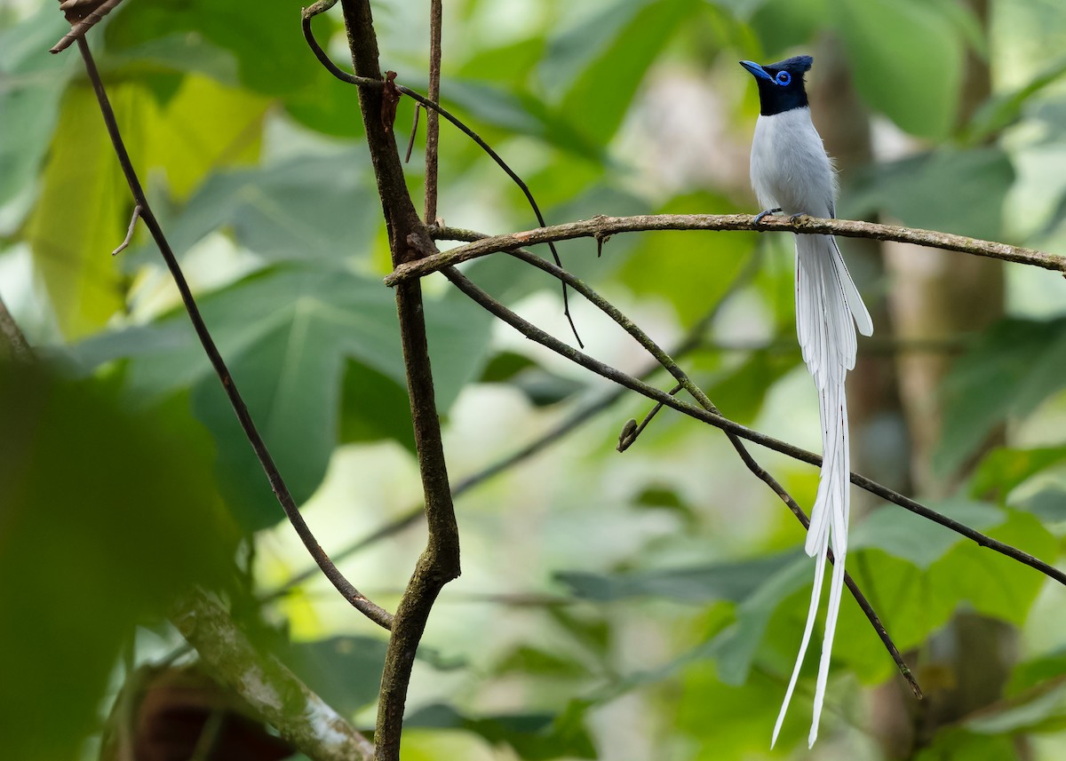 Blyth's Paradise-Flycatcher (Blyth's) - ML620206705