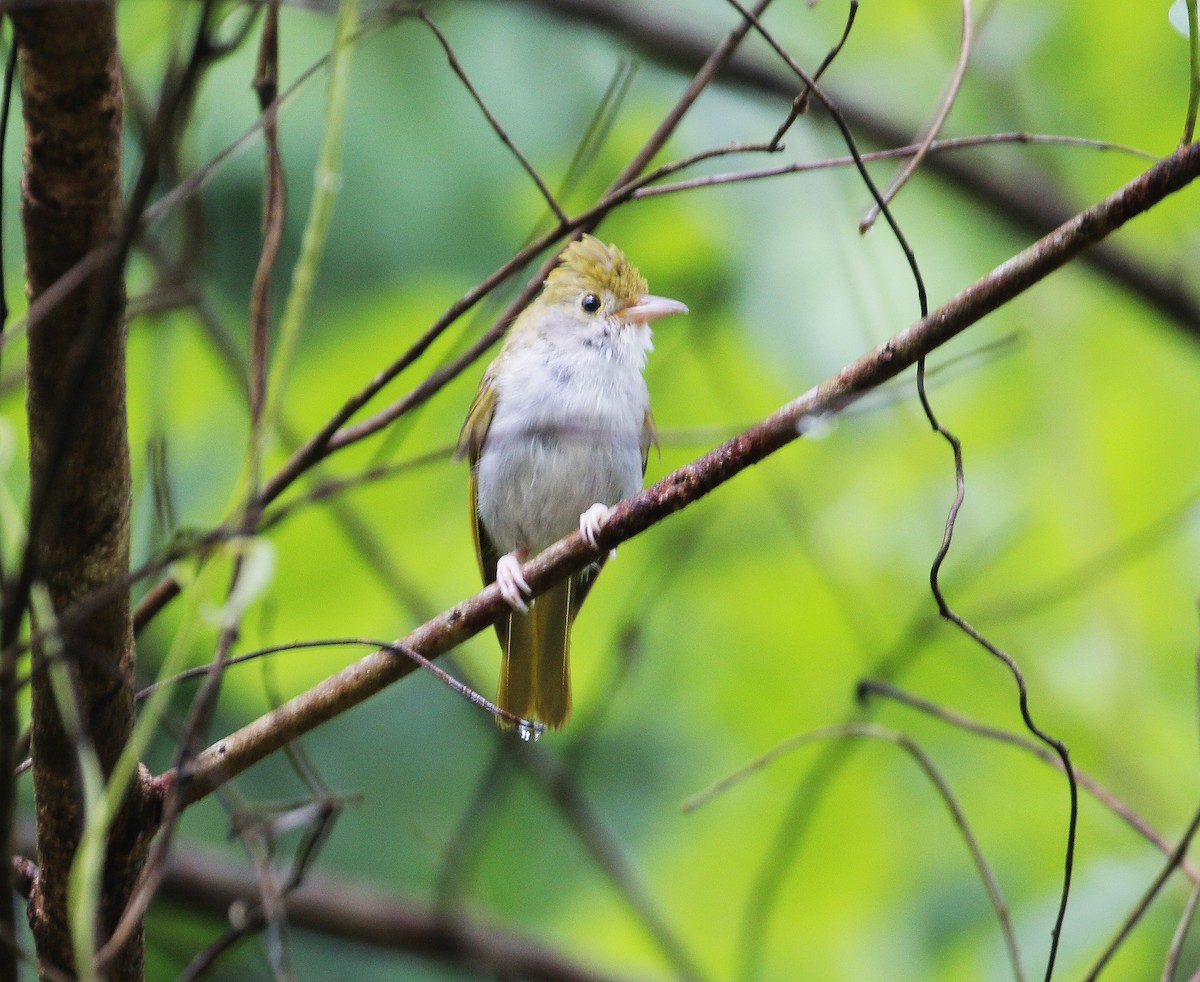 White-bellied Erpornis - ML620206706