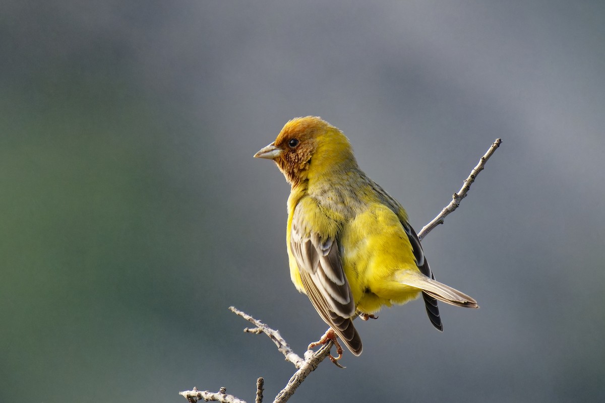 Red-headed Bunting - ML620206707