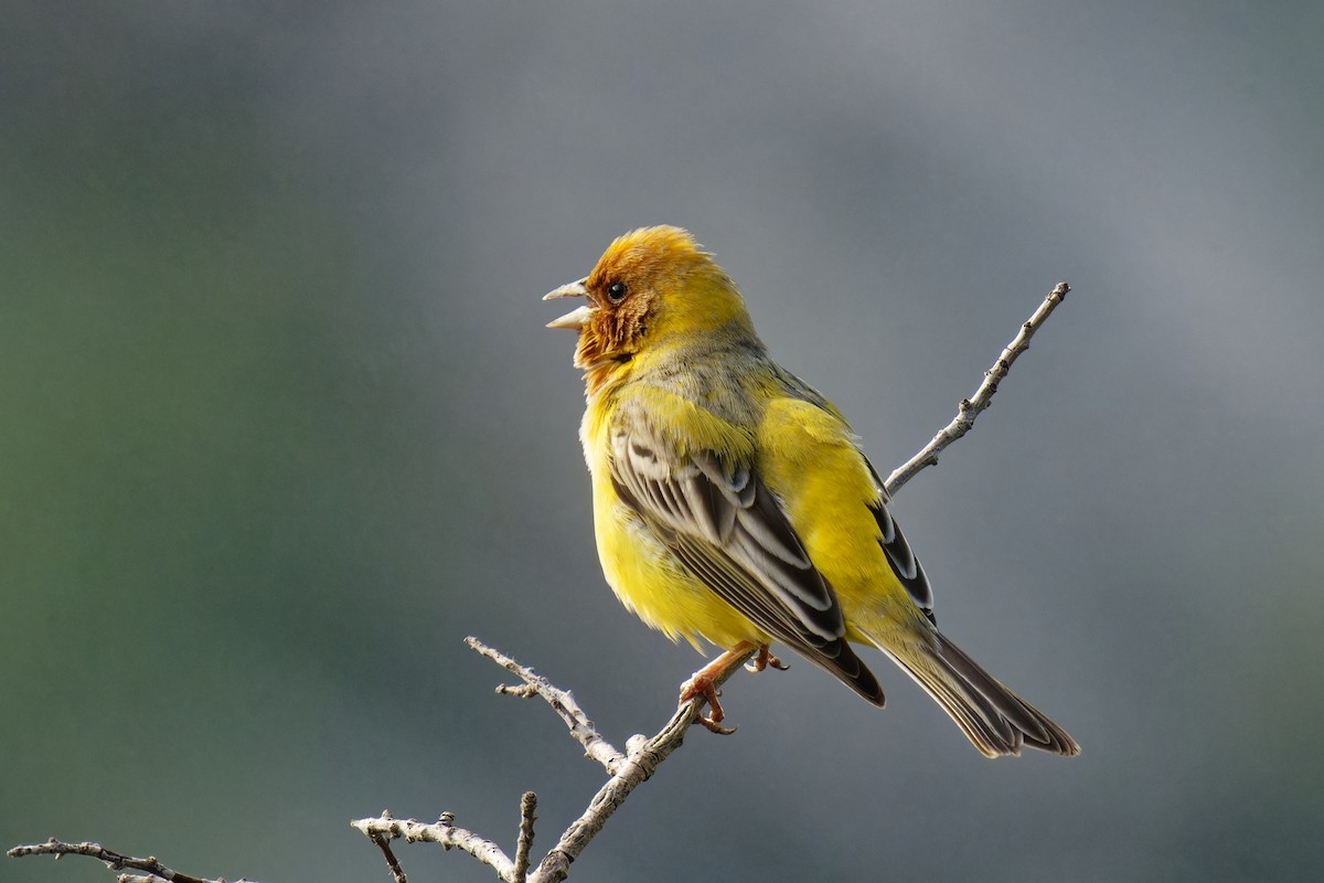 Red-headed Bunting - ML620206708