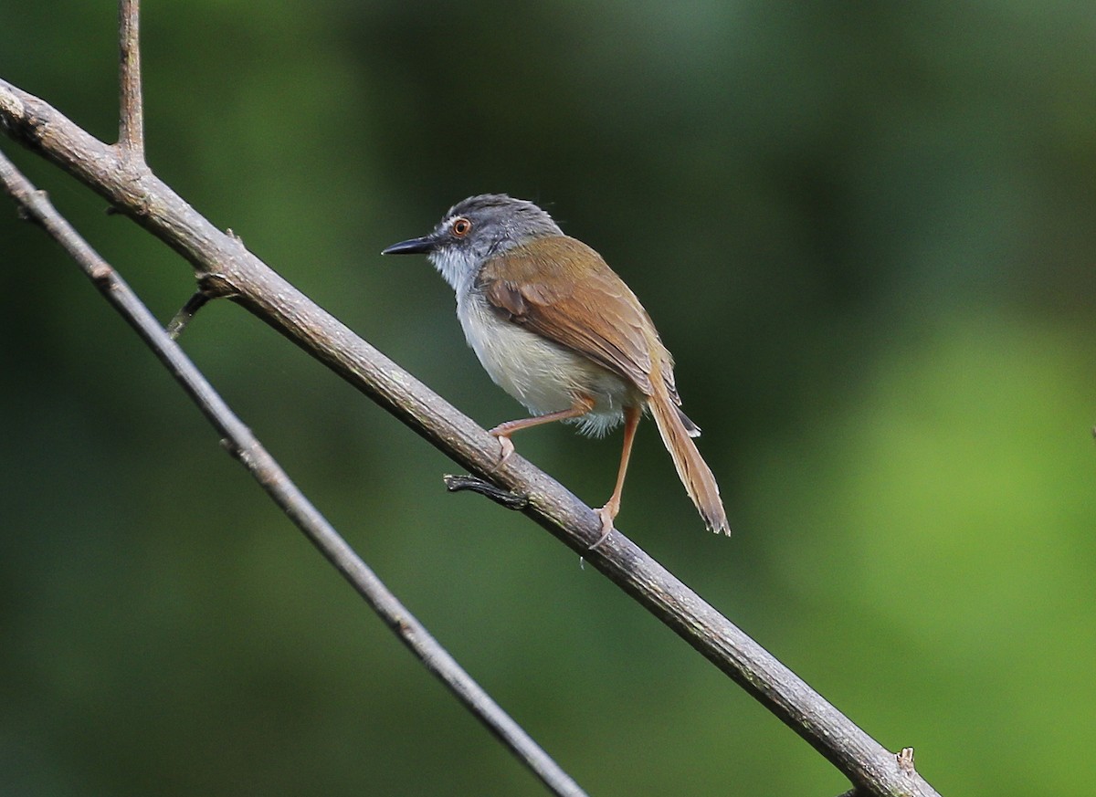 Rufescent Prinia - ML620206710