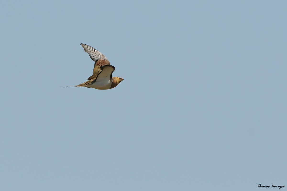 Pin-tailed Sandgrouse - ML620206714