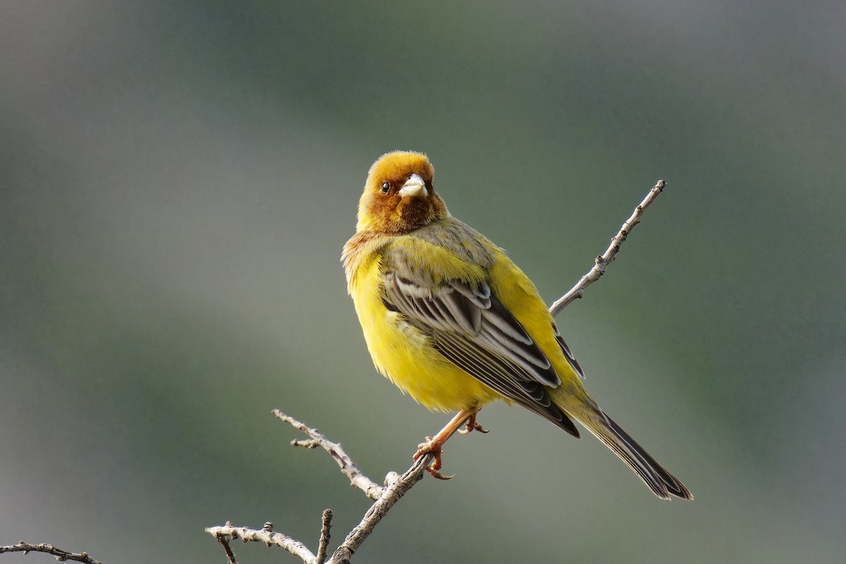 Red-headed Bunting - ML620206716