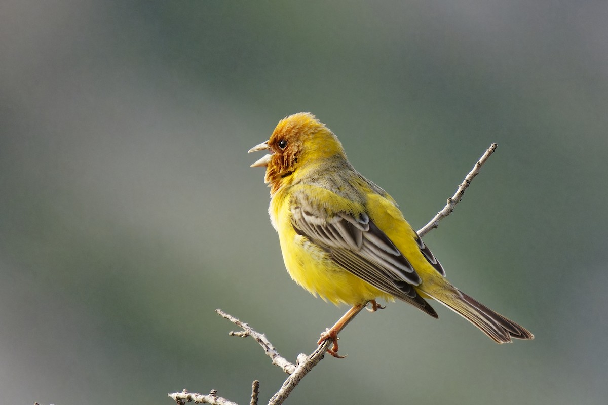 Red-headed Bunting - ML620206717