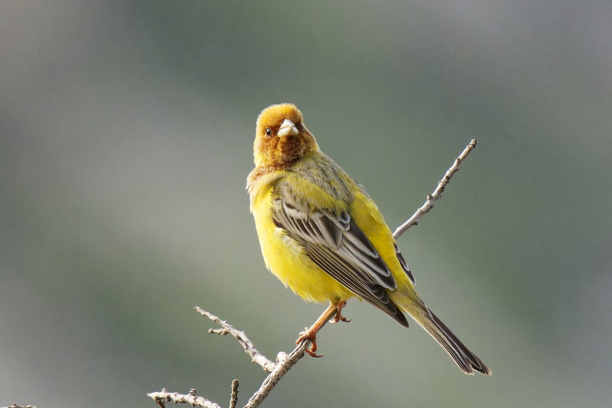 Red-headed Bunting - ML620206720