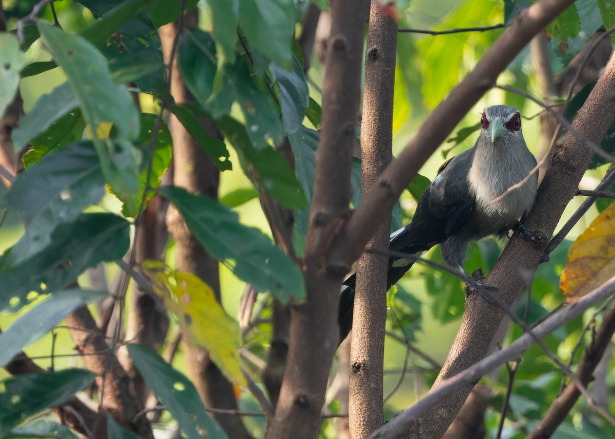 Green-billed Malkoha - ML620206721