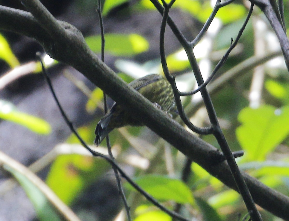 Purple-naped Spiderhunter - ML620206722