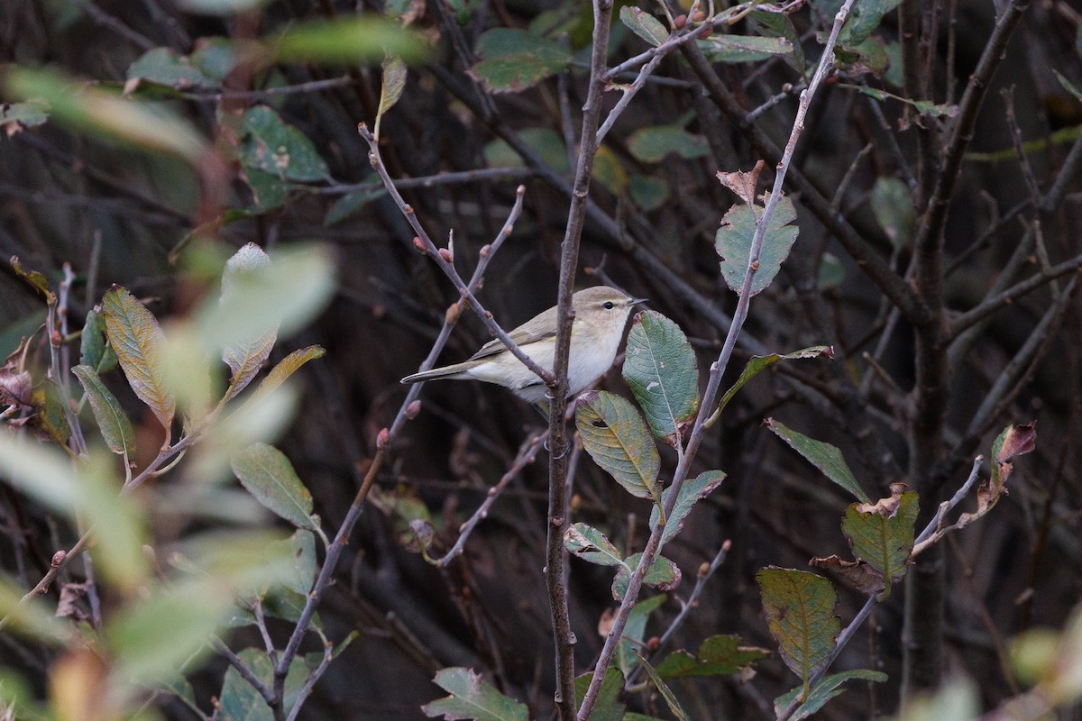 Common Chiffchaff (Siberian) - ML620206724