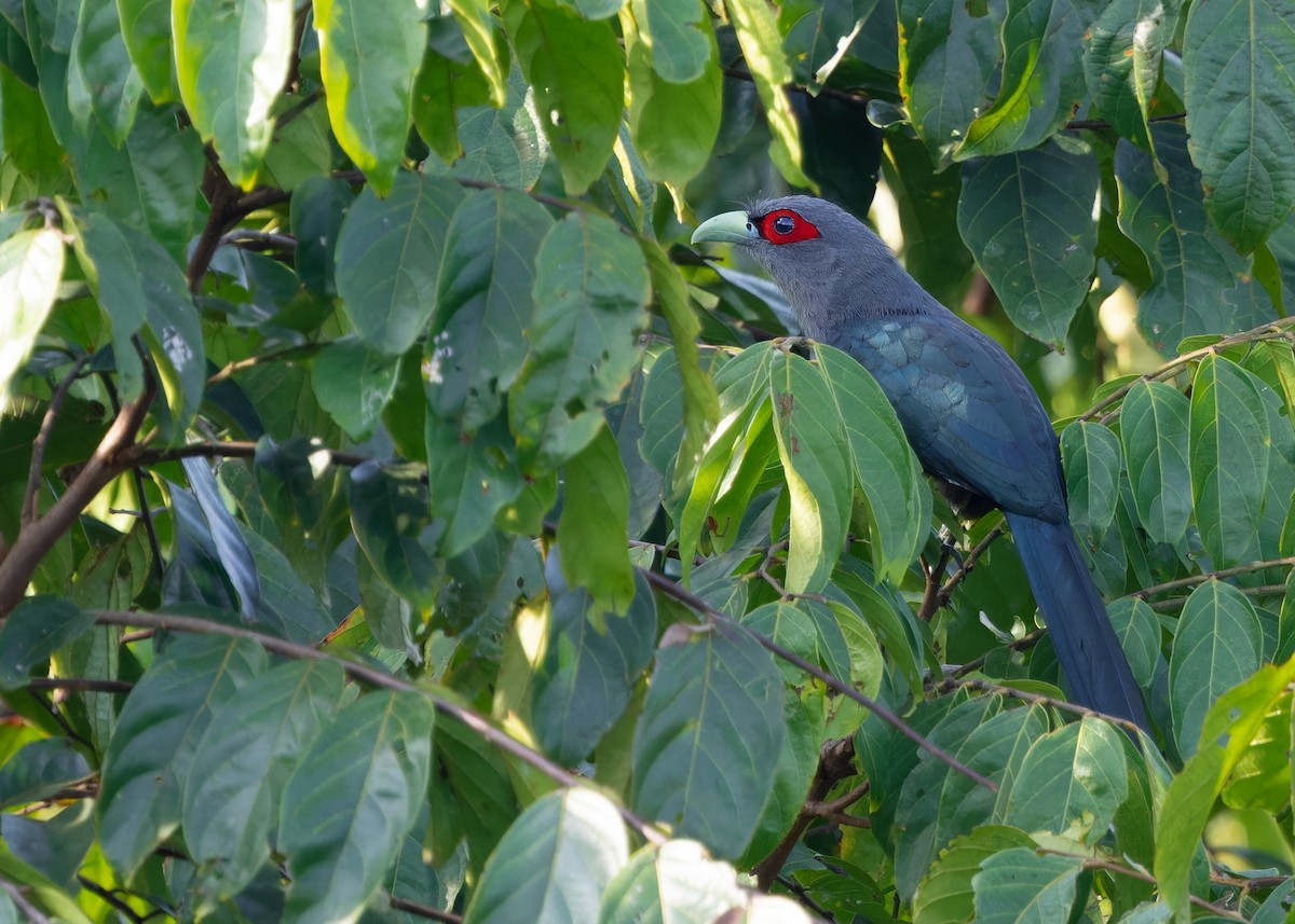 Black-bellied Malkoha - ML620206726