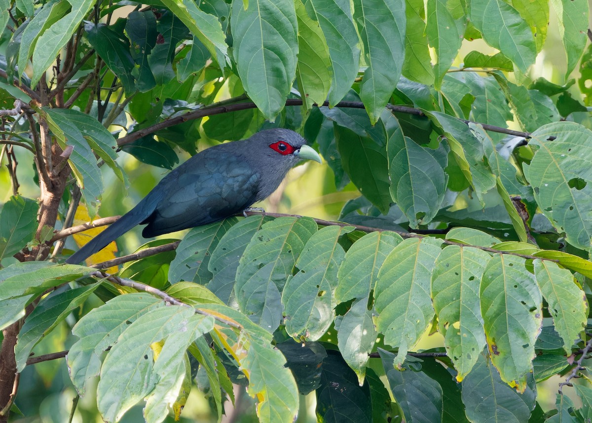 Black-bellied Malkoha - ML620206727