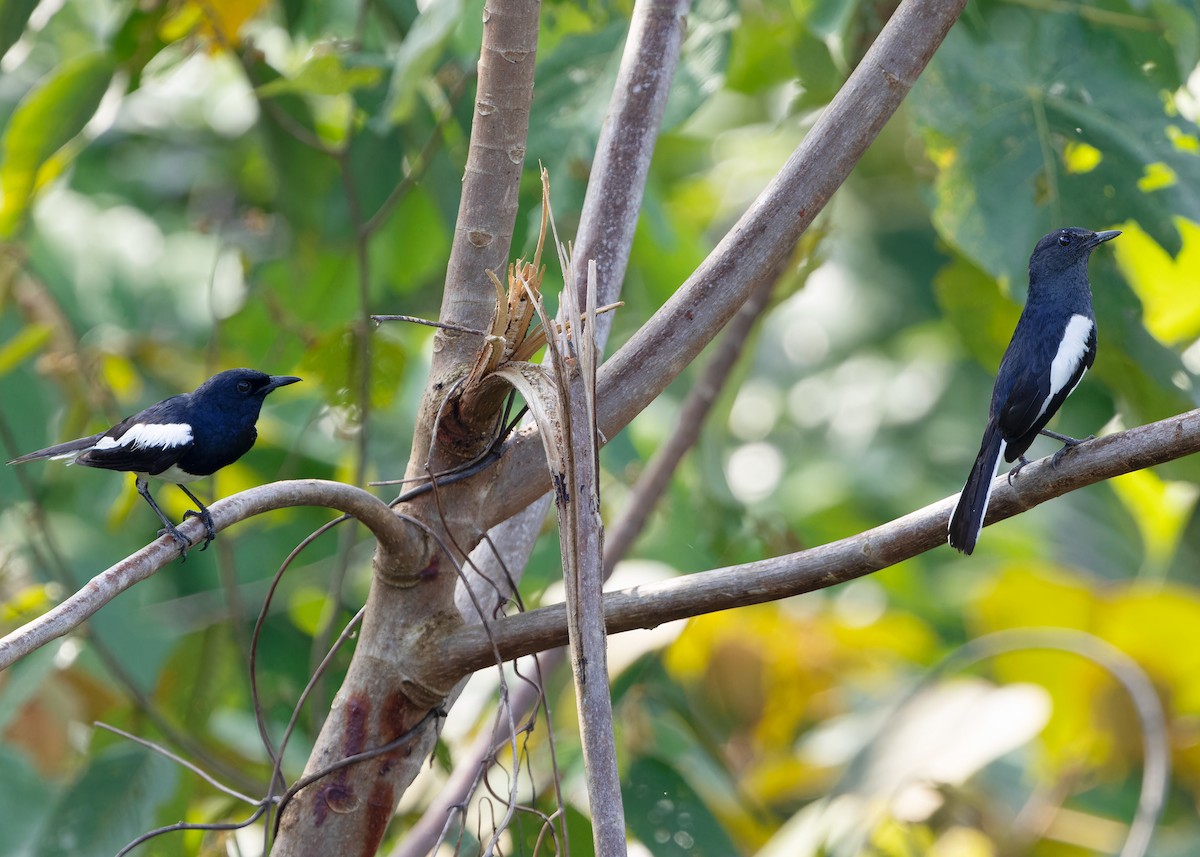 Oriental Magpie-Robin (Oriental) - ML620206735