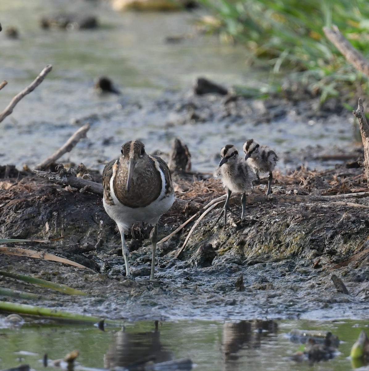Greater Painted-Snipe - ML620206746