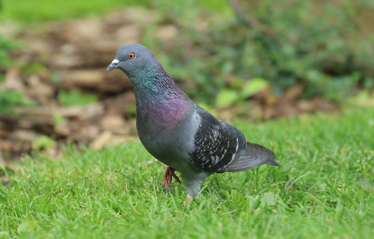 Rock Pigeon (Feral Pigeon) - ML620206761