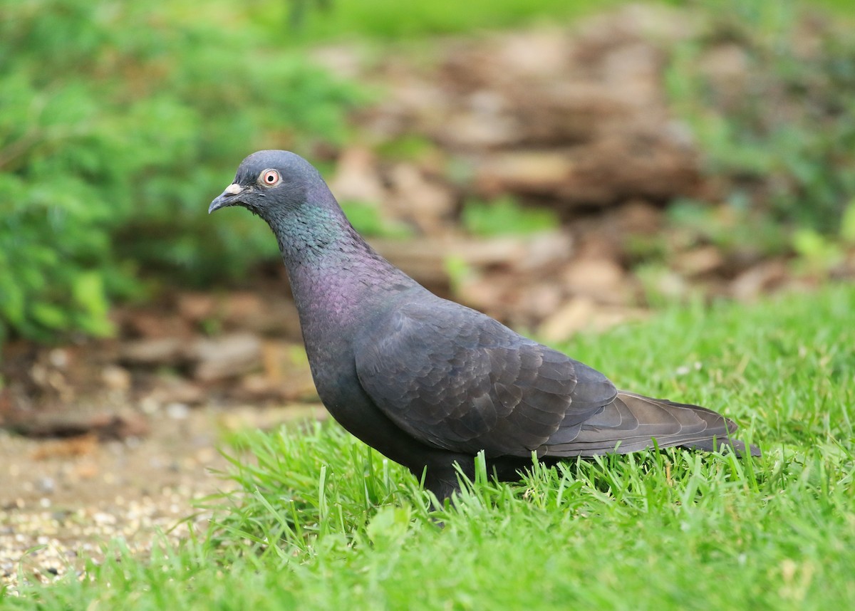 Rock Pigeon (Feral Pigeon) - ML620206763