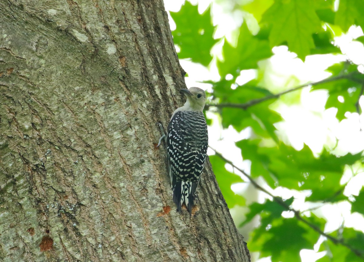 Red-bellied Woodpecker - ML620206764