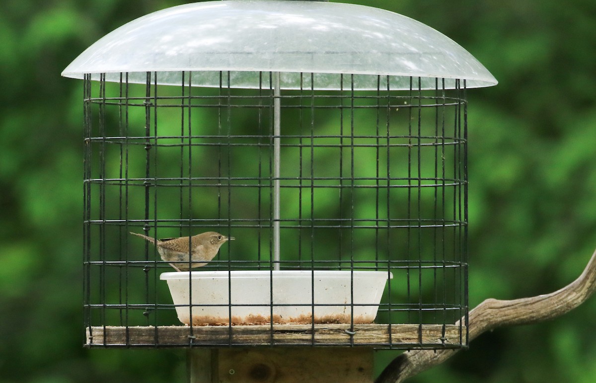 House Wren - ML620206769