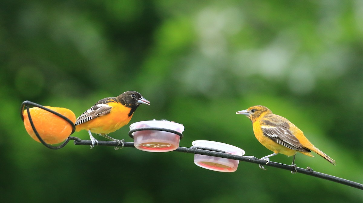 Baltimore Oriole - ML620206776