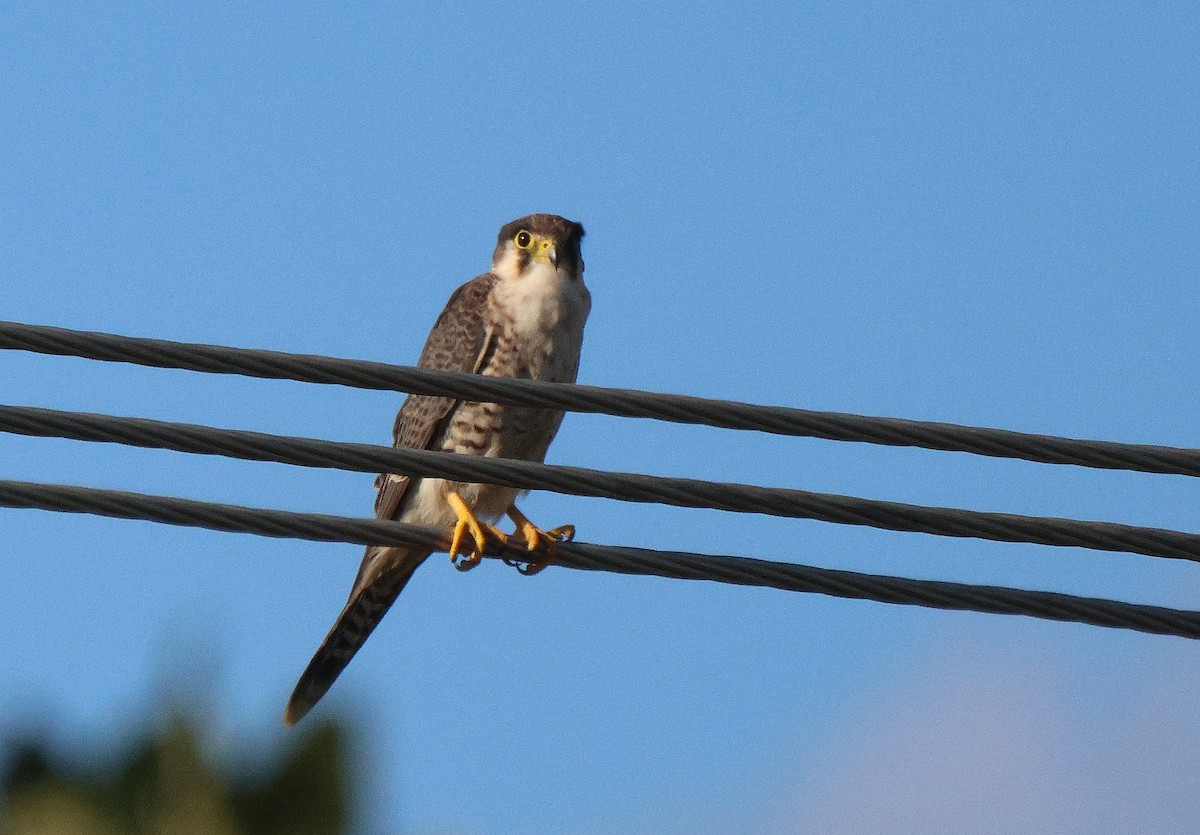 Red-necked Falcon (African) - ML620206784