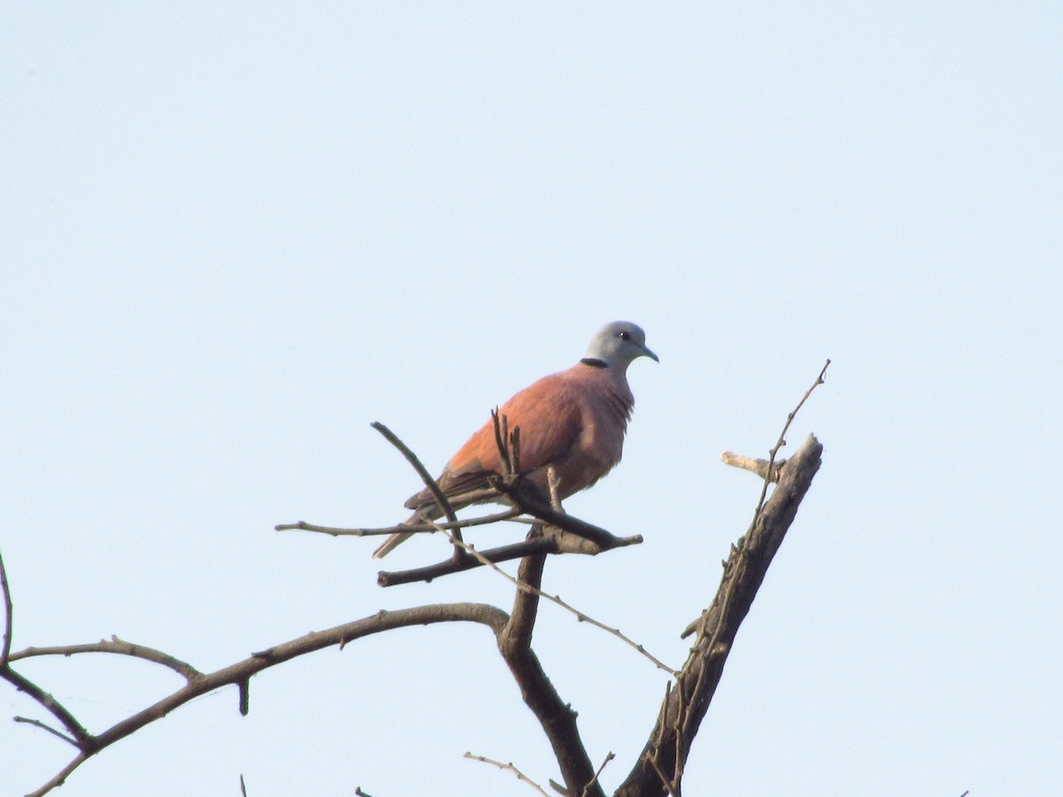 Red Collared-Dove - ML620206785