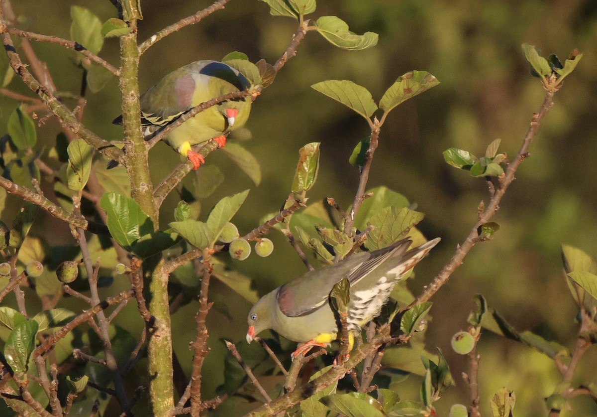 African Green-Pigeon - ML620206790