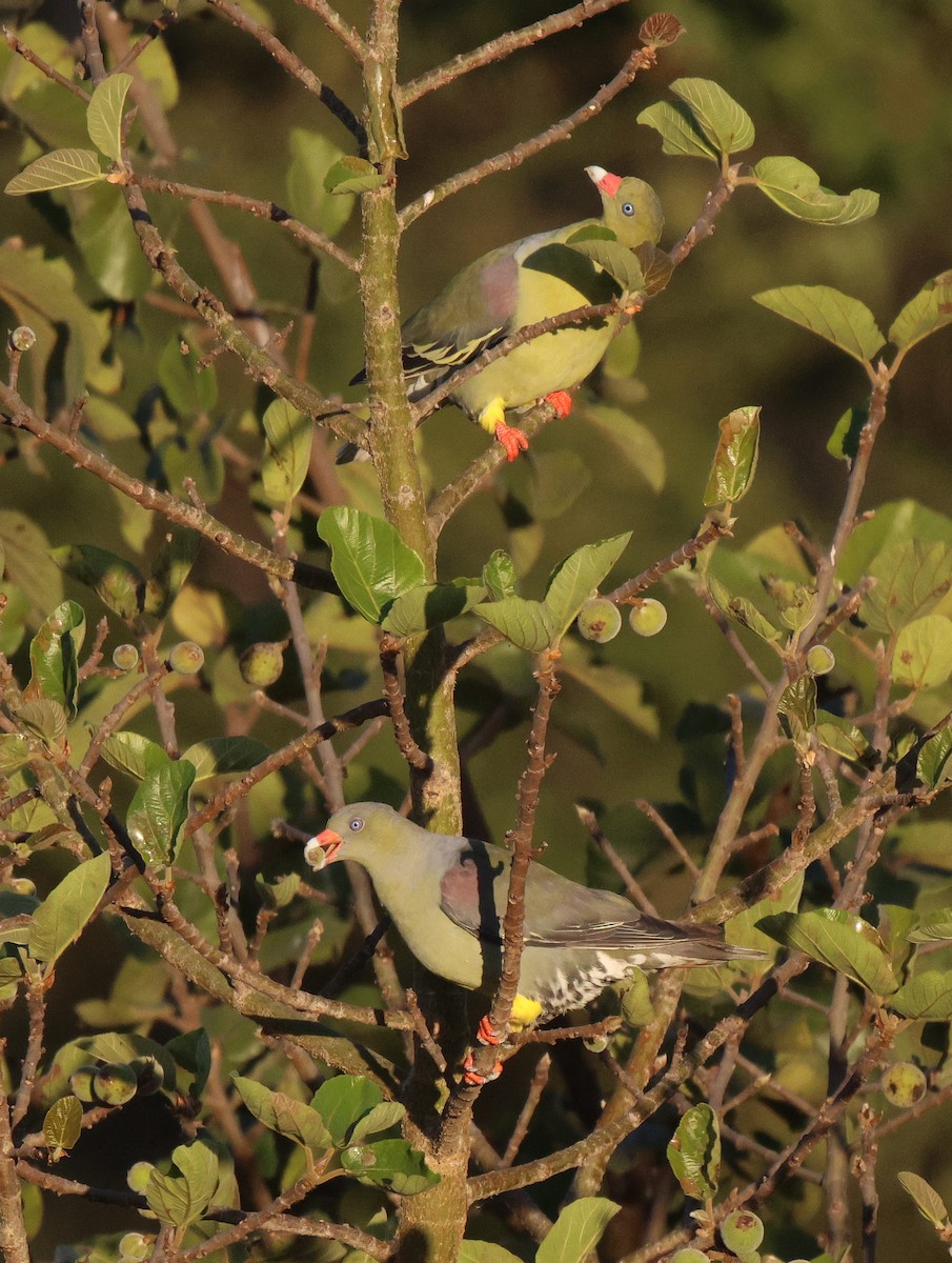 African Green-Pigeon - ML620206791