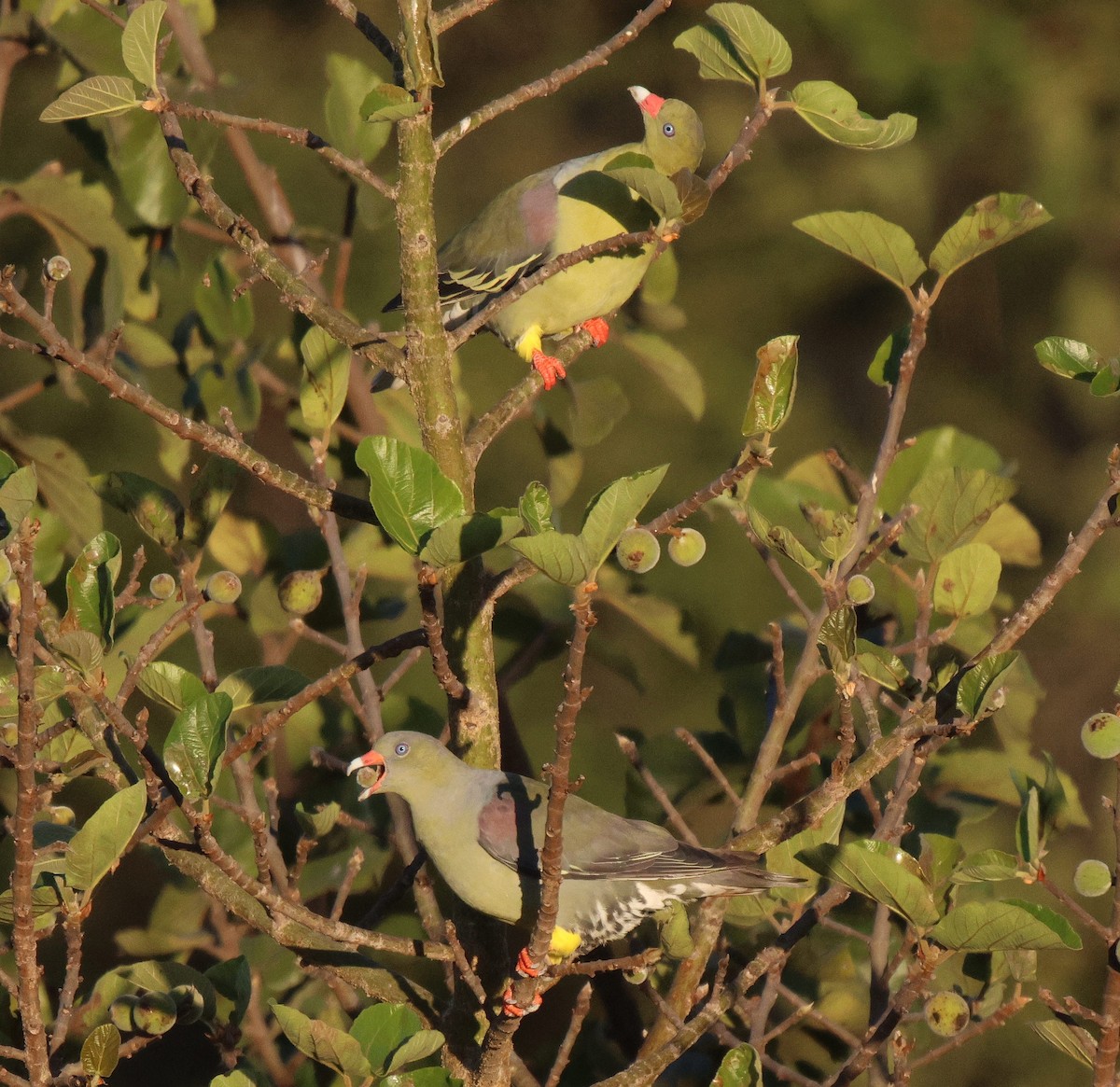 African Green-Pigeon - ML620206792