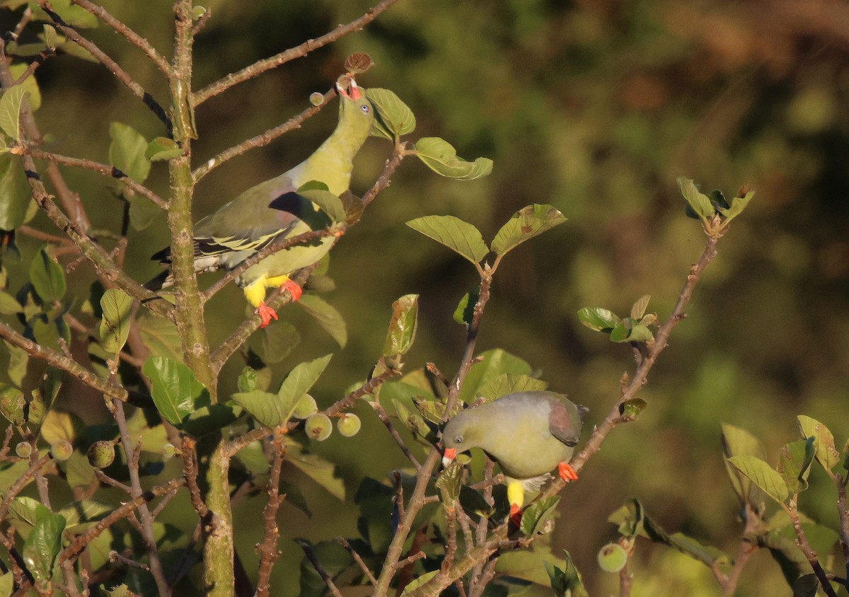 African Green-Pigeon - ML620206793