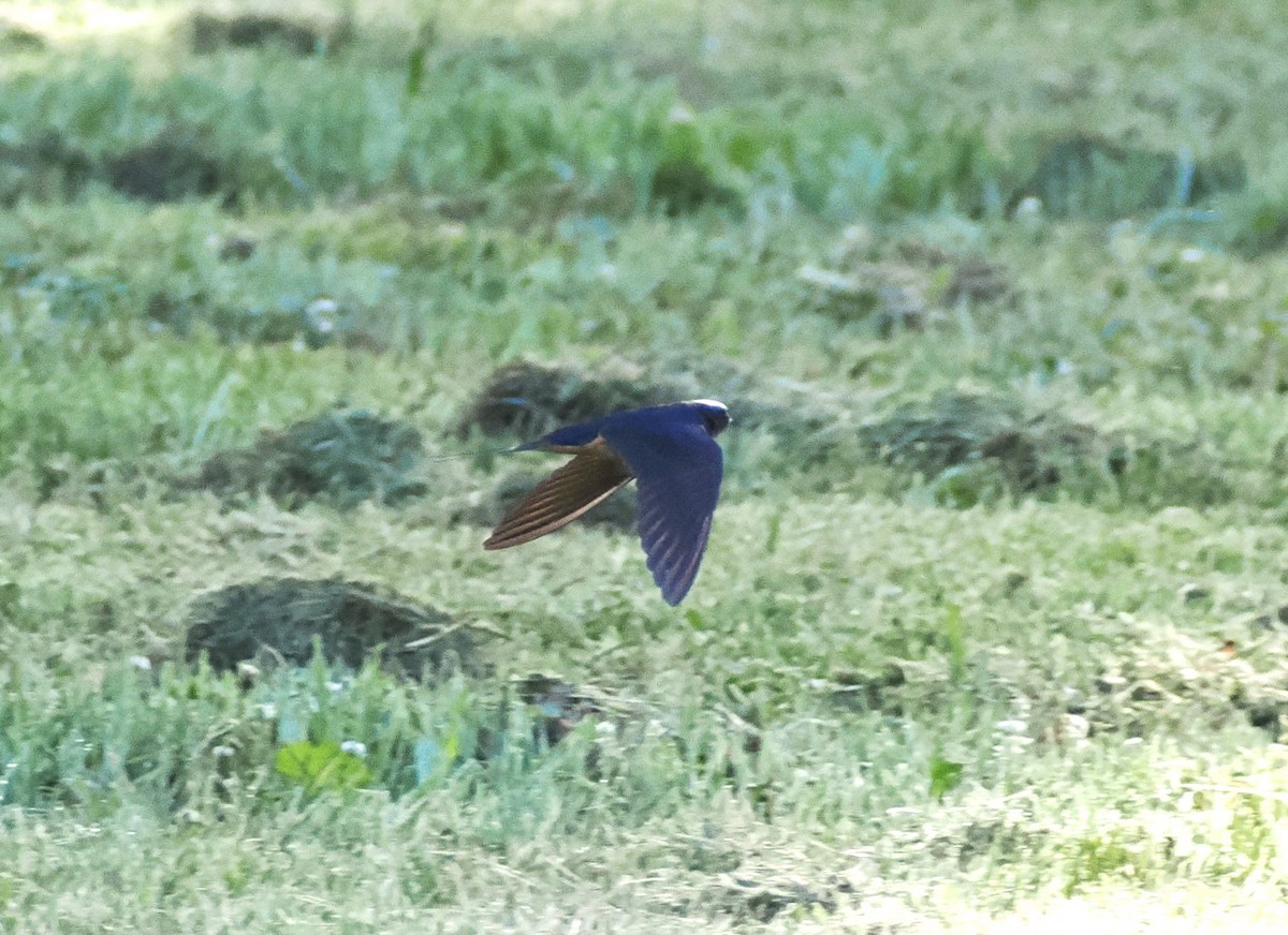 Barn Swallow - ML620206804