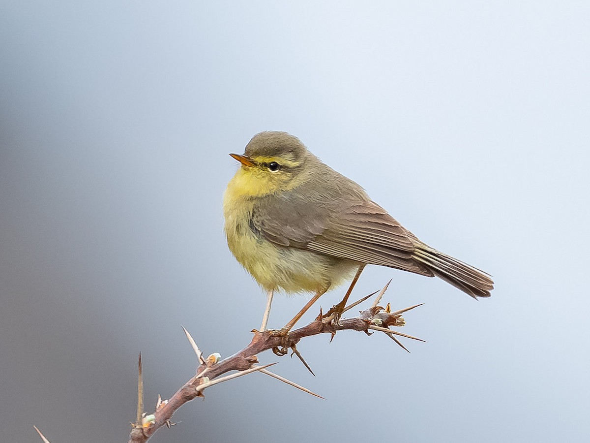 Tickell's Leaf Warbler - ML620206809