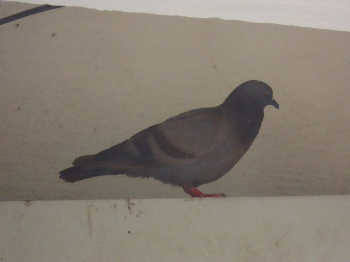 Rock Pigeon (Feral Pigeon) - ML620206817