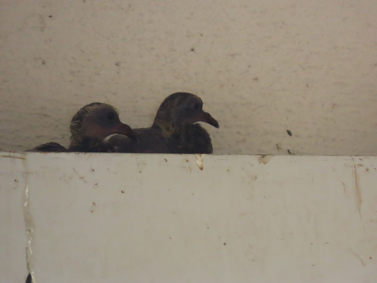 Rock Pigeon (Feral Pigeon) - ML620206818