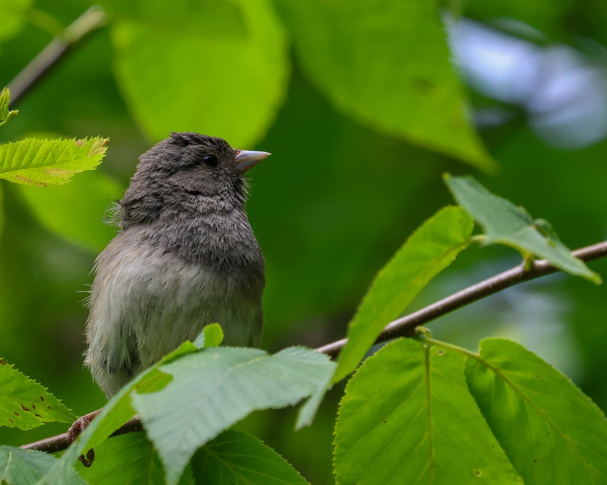 Dark-eyed Junco (Slate-colored) - ML620206819